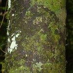 Dodecastigma integrifolium 树皮