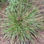 Carex spicata ᱥᱟᱠᱟᱢ