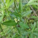 Zanthoxylum asiaticum पत्ता