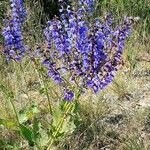 Salvia pratensis Hábito