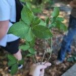 Euonymus atropurpureus Blatt