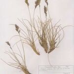 Festuca laevigata Habitus