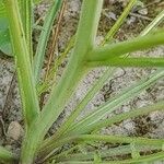 Erucaria hispanica Corteza