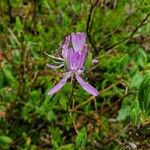 Rhododendron canadense Cvet