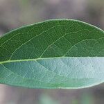 Diospyros acapulcensis Blad