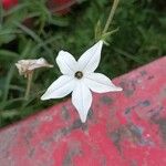 Nicotiana longiflora Кветка