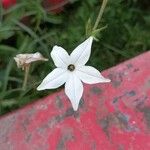 Nicotiana longiflora Цветок