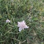 Scabiosa columbariaBlomma