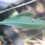 Declieuxia fruticosa Leaf