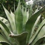 Agave shaferi Листок