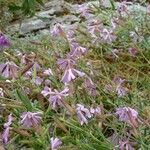 Saponaria sicula Floare