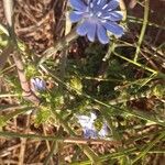 Cichorium pumilumFleur