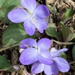Viola rupestris Bloem