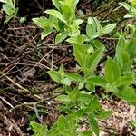 Salix glauca Leaf