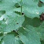 Teucrium scorodonia Blatt