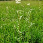 Filipendula ulmaria অভ্যাস