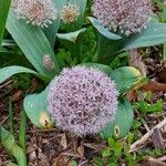 Allium karataviense Habit