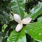 Magnolia costaricensis