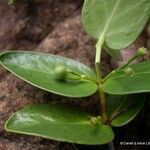 Cyclophyllum letocartiorum Fruit