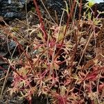 Saxifraga fragosoi Yaprak