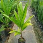 Areca triandra 葉