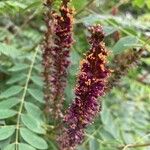 Amorpha fruticosa Flor
