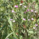 Epilobium palustre Yaprak