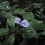 Hypoestes triflora Flor