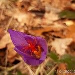 Crocus ligusticus Floare