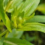 Guizotia abyssinica Flor