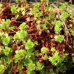 Saxifraga praetermissa Habit