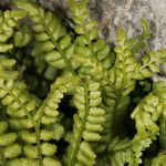 Asplenium trichomanes-ramosum অভ্যাস