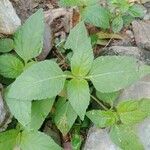 Synedrella nodiflora Лист