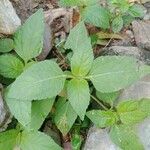 Synedrella nodiflora Feuille