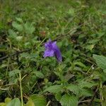 Strobilanthes extensa Habit