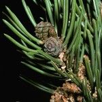 Pinus edulis Fruit