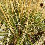 Deschampsia cespitosa Листок