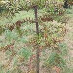 Agathis australis Blad