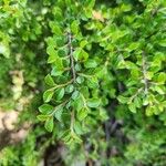 Cotoneaster adpressus Лист