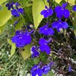 Lobelia erinusBloem