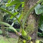 Encyclia cordigera Leaf