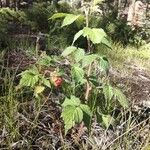 Rubus idaeusLeaf