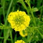Barbarea vulgaris Λουλούδι