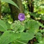 Strobilanthes attenuata Flower