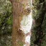 Ficus leiocarpa Bark