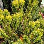 Pinus mugo Frunză