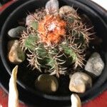 Melocactus matanzanus Blatt