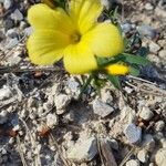 Linum maritimum Flower