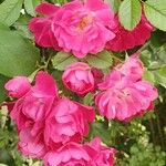 Rosa gallicaFlower