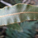 Elaphoglossum lancifolium Liść